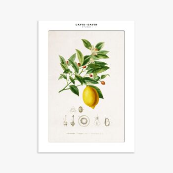 Affiche 30x40 cm –  Planche Botanique – Citron 2