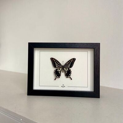 Frame Puno butterfly Xuthus