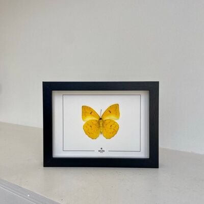 Frame Puno butterfly Philea