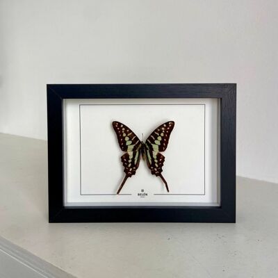Graphium-Schmetterlings-Puno-Rahmen