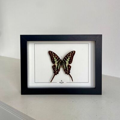 Cadre Puno papillon Graphium