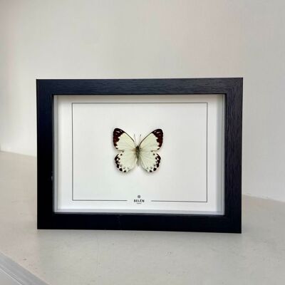 Frame Puno butterfly Belenois
