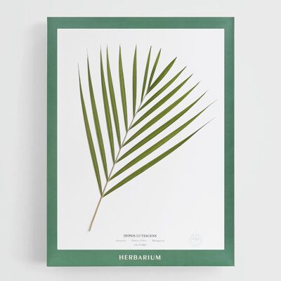 ARECA PALME 30X40CM - BEUTEL