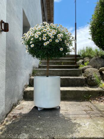 terraced® - soucoupe pour pot de fleurs - couleur : vert 6