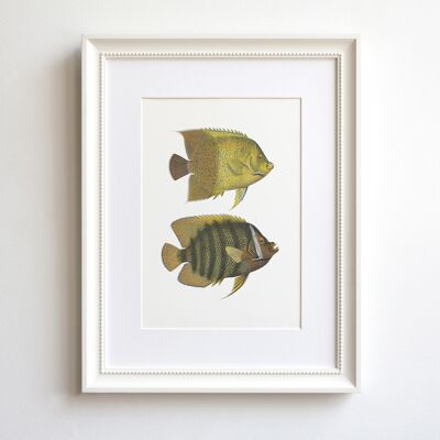 Yellow fish A5 size art print, natural history decor