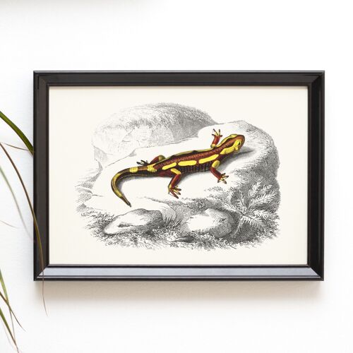 Fire salamander A5 size art print, dark academia home decor