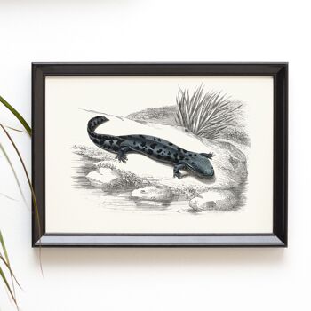 Hellbender salamandre format A5 impression d'art, décor de curiosités amphibiens 2