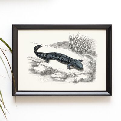 Hellbender salamander A5 size art print, amphibian curiosities decor