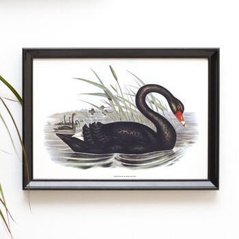 Impression d'art de taille A5 de cygne noir, décor de faune de lac 2