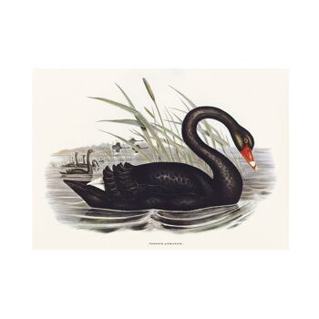 Impression d'art de taille A5 de cygne noir, décor de faune de lac 3