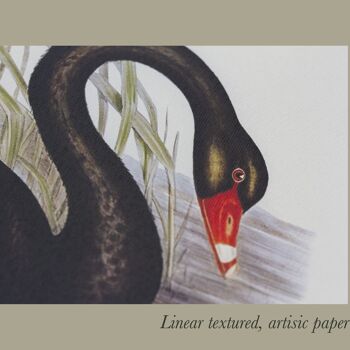 Impression d'art de taille A5 de cygne noir, décor de faune de lac 5