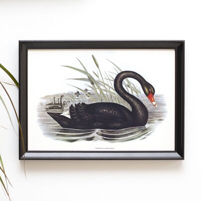 Black swan A5 size art print, lake wildlife decor