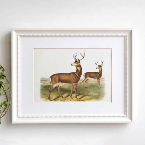 Deer A5 size art print, Columbian black-tailed deer, woodland wall decor