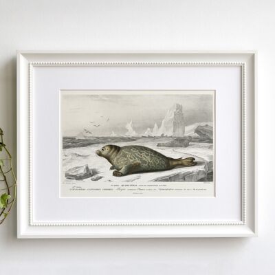 Harbor seal A5 size art print, sea life wall decor