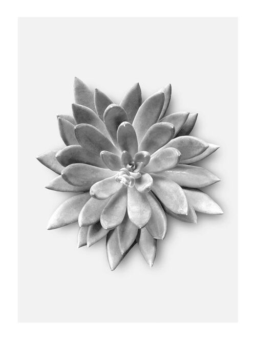 Wandbild - Succulent Agave - Größe: 30 x 40 cm