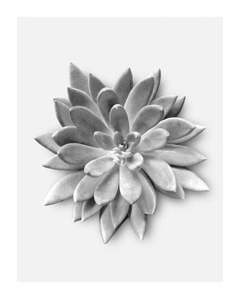 Papier Peint - Agave Succulente - Dimensions : 40 x 50 cm 1