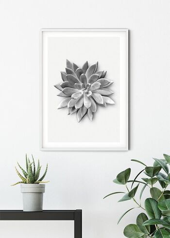 Papier Peint - Agave Succulente - Dimensions : 40 x 50 cm 6