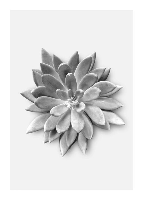 Wandbild - Succulent Agave - Größe: 50 x 70 cm