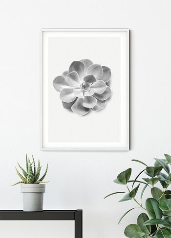 Murale - Succulente Aeonium - Dimensions : 30 x 40 cm 6