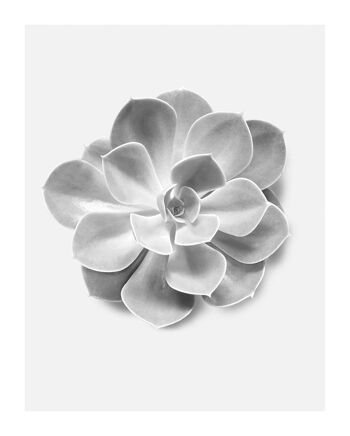 Papier Peint - Succulent Aeonium - Dimensions : 40 x 50 cm 1