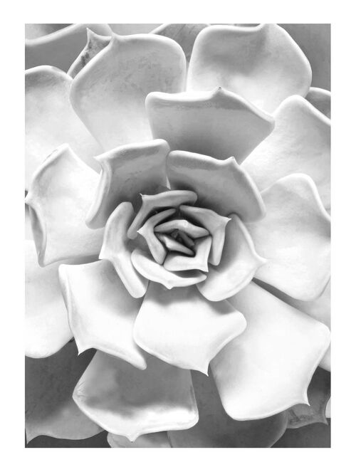 Wandbild - Succulent Closeup - Größe: 30 x 40 cm
