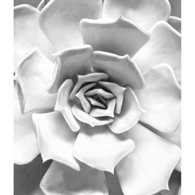 Wandbild - Succulent Closeup - Größe: 30 x 40 cm