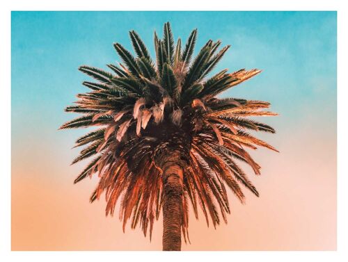 Wandbild - Palm Tree - Größe: 40 x 30 cm