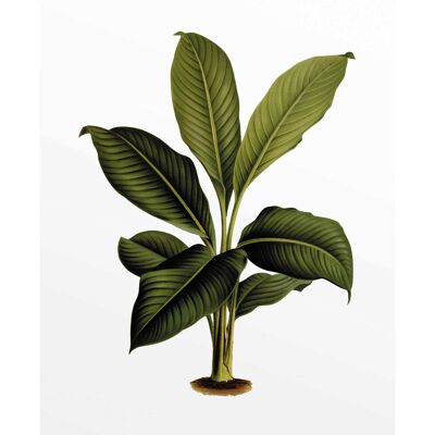 Wandbild - Elastica Leaf - Größe: 30 x 40 cm