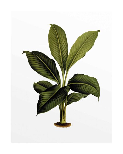 Wandbild - Elastica Leaf - Größe: 40 x 50 cm