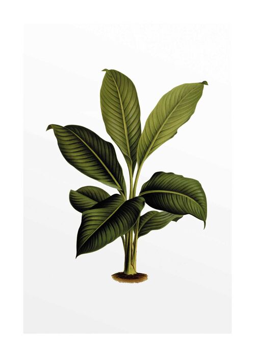 Wandbild - Elastica Leaf - Größe: 50 x 70 cm