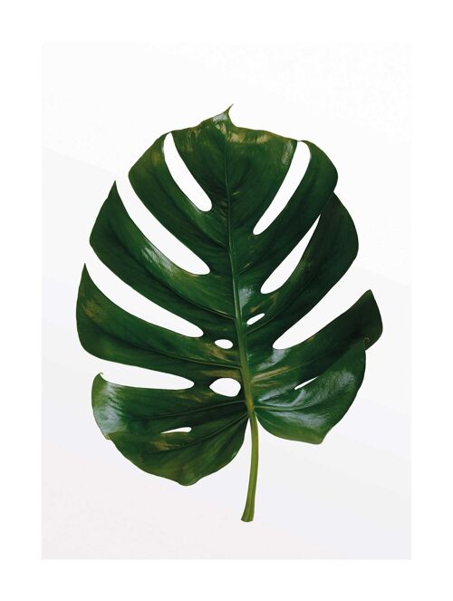 Wandbild - Monstera Leaf - Größe: 30 x 40 cm