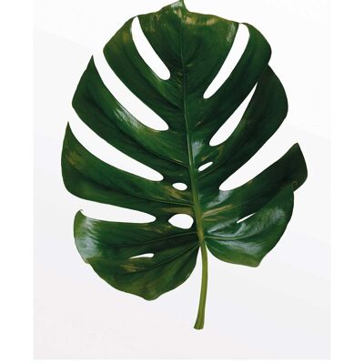 Wandbild - Monstera Leaf - Größe: 30 x 40 cm