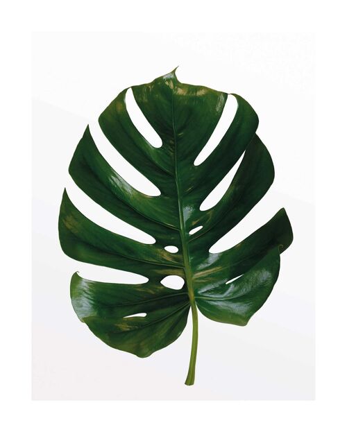 Wandbild - Monstera Leaf - Größe: 40 x 50 cm