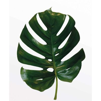 Wandbild - Monstera Leaf - Größe: 40 x 50 cm