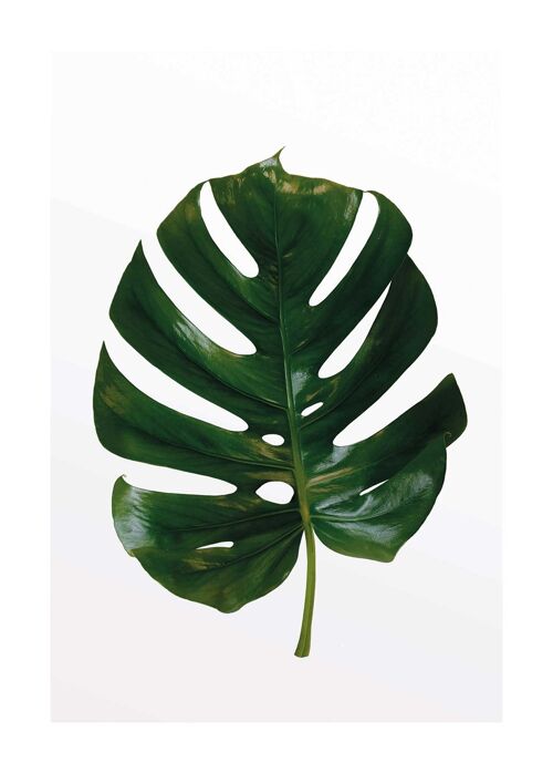 Wandbild - Monstera Leaf - Größe: 50 x 70 cm