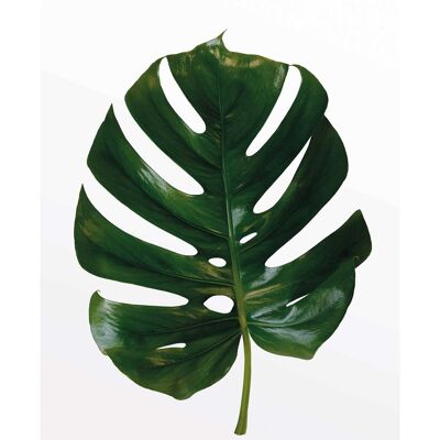 Mural - Monstera Leaf - Size: 50 x 70 cm