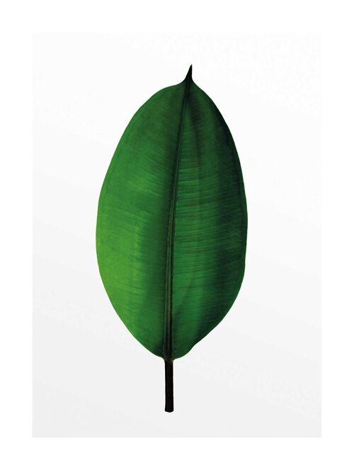 Wandbild - Ficus Leaf - Größe: 30 x 40 cm