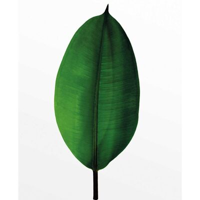 Papier Peint - Feuille de Ficus - Format : 40 x 50 cm