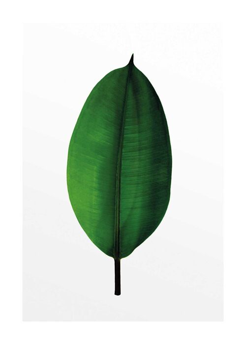 Wandbild - Ficus Leaf - Größe: 50 x 70 cm