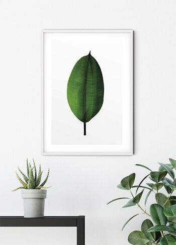 Papier Peint - Feuille de Ficus - Dimensions : 50 x 70 cm 6