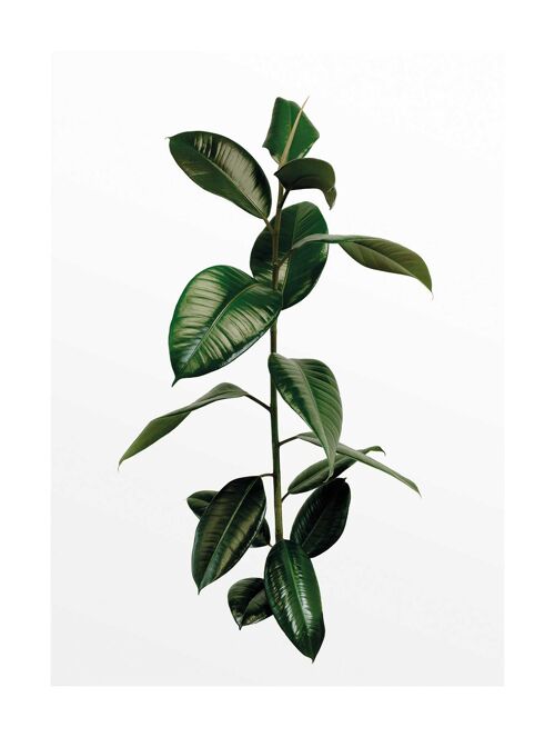 Wandbild - Ficus Branch - Größe: 30 x 40 cm