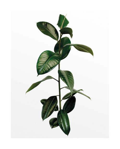 Wandbild - Ficus Branch - Größe: 40 x 50 cm