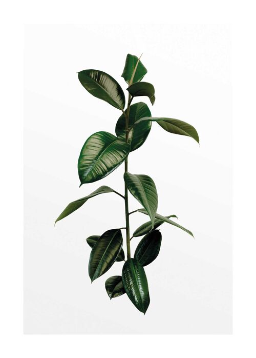 Wandbild - Ficus Branch - Größe: 50 x 70 cm
