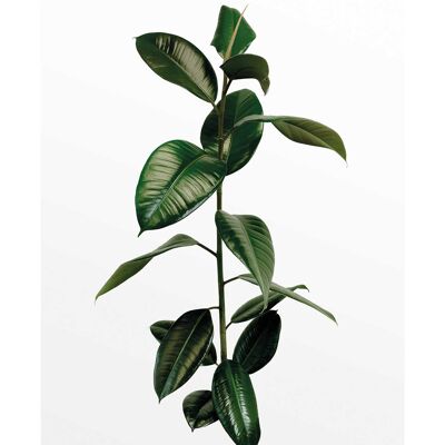 Wandbild - Ficus Branch - Größe: 50 x 70 cm