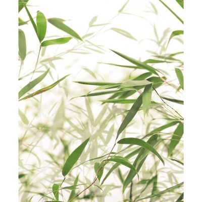 Papier Peint - Feuilles de Bambou - Dimensions : 50 x 70 cm