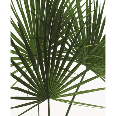 Mural - Hojas de Palmera - Medida: 30 x 40 cm