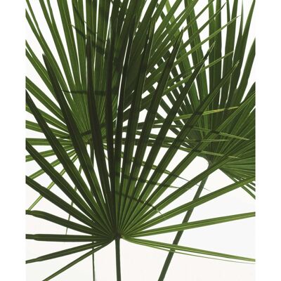 Wandbild - Palmtree Leaves - Größe: 30 x 40 cm