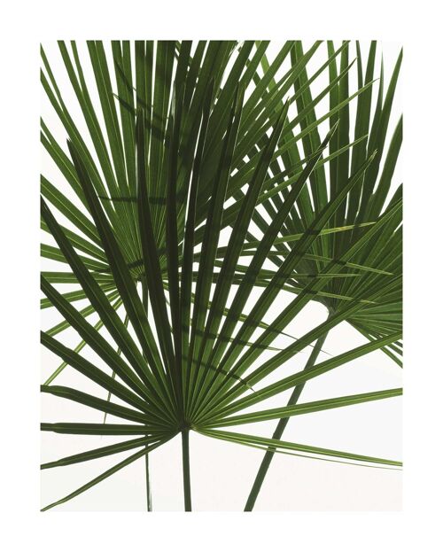 Wandbild - Palmtree Leaves - Größe: 40 x 50 cm