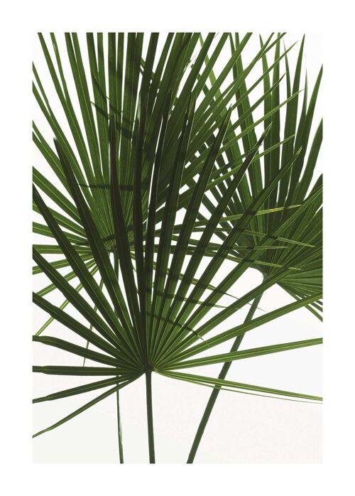 Wandbild - Palmtree Leaves - Größe: 50 x 70 cm
