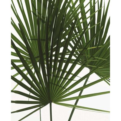 Mural - Palmtree Leaves - Size: 50 x 70 cm